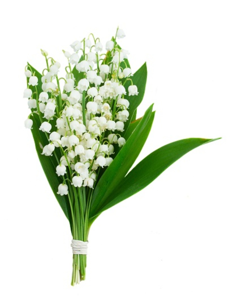 chrysanthemums flowers / birth flowers