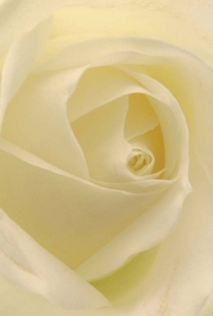 To gaze upon this classic white rose, captured in intricate detail by a South Woodford florist, is to be drawn into a world of quiet sophistication and delicate artistry. Each petal, from its nearly see-through, pearl-tipped edge to its creamy rolled core, bathes in soft, ambient light-reminiscent of the gentle mornings by South Woodford's Churchfields or along the banks of the River Roding. The composition highlights the elegant interplay between subtle shadows and luminous whites, as if the bloom itself radiates a tranquil inner glow. Perfect for expressing deepest sympathies, romantic intentions, or assembling a graceful wedding centrepiece, this rose embodies both purity and resilience through its balanced spiral form and understated beauty. The tactile texture-velvet mingled with silk-heightens the sensory pleasure, while an imagined, fresh fragrance lingers, just perceptible in the air. Each petal's alignment reveals an experienced eye, reflecting the skill and care that distinguish Flowers South Woodford's arrangements offered throughout the neighbourhood. In this bouquet, nature's wisdom and the florist's hand combine to create an enduring symbol of serenity and grace, always ready to convey heartfelt emotion in South Woodford and beyond.